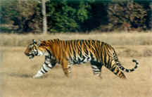 tiger.jpg (5364 bytes)