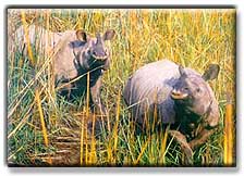 Rhinos in National Parks