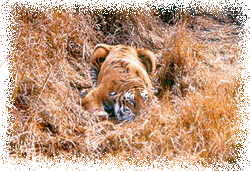 tiger.GIF (45456 bytes)