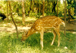 Grassing Deer