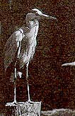 bird_25.jpg (18234 bytes)